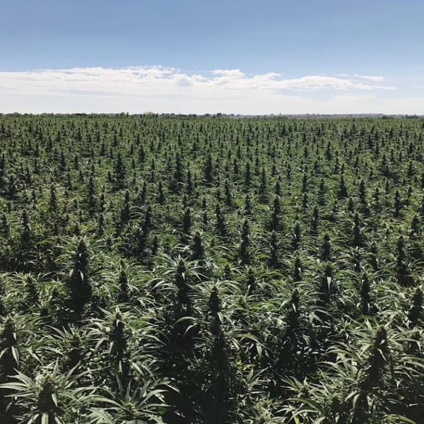 Cannabis Cultivars