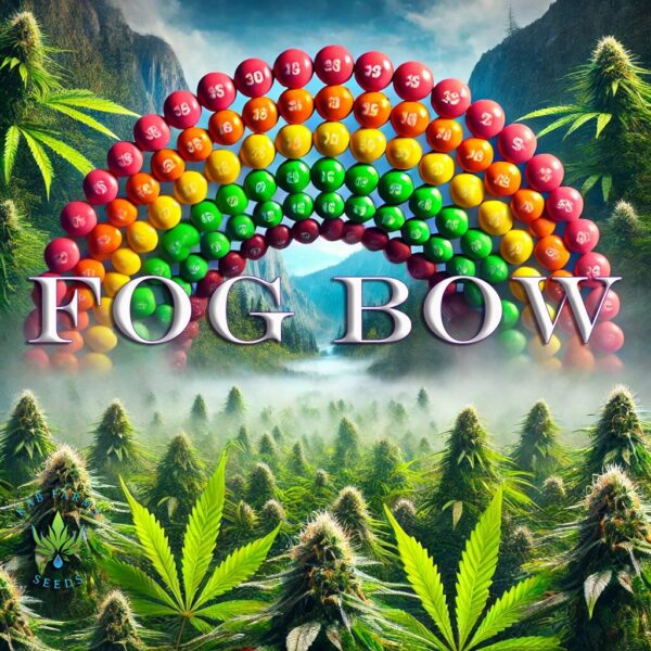 Fog Bow - Rainbow Beltz x Devil Driver